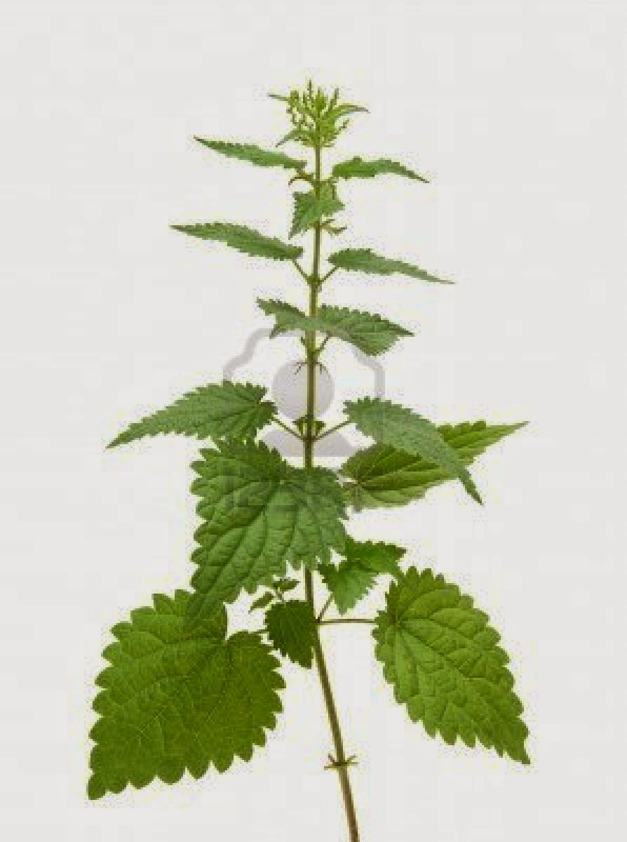 La reconstitución de las puntas secas de los cabello
